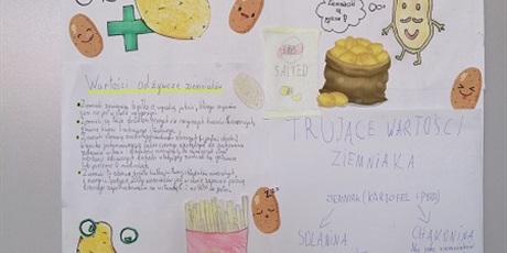 Powiększ grafikę: Na plakacie od lewej strony  umieszczony jest tytuł: "Wartości  odżywcze ziemniaków" oraz tekst,  nad tekstem i na dole znajdują się rysunki ziemniaków. Po prawej stronie są również obrazki z ziemniakami, a pod nimi tytuł " Trujące wartości ziemniaka" 