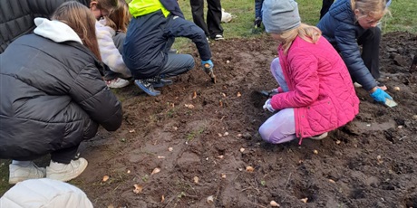 Powiększ grafikę: Wolontariusze sadzą cebulki żonkili do ziemi.